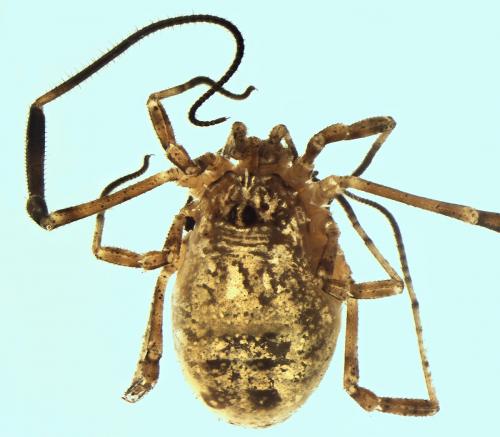 Paroligolophus meadii